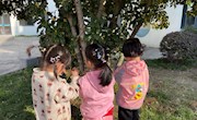 小故事：​桂花飘香满园秋