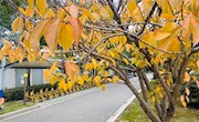 冬日采香园（教师摄影作品）